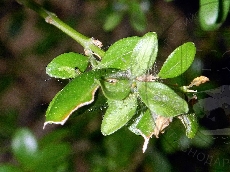 Glyphodes perspectalis гусеница I - питание